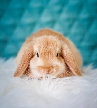 brown rabbit on white textile