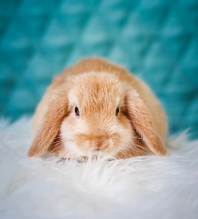 brown rabbit on white textile