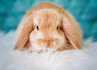 brown rabbit on white textile