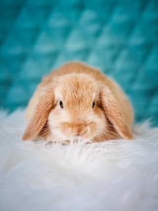 brown rabbit on white textile