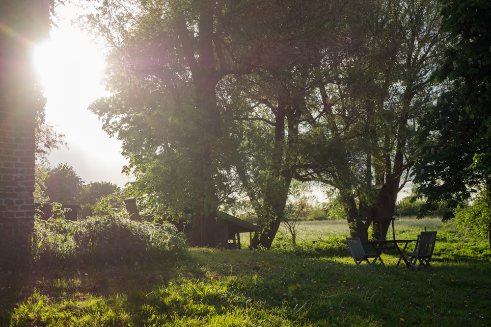 Campo de hierba verde con árboles durante el día