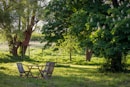 brown wooden bench under green tree during daytime