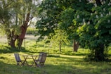 brown wooden bench under green tree during daytime