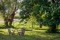 brown wooden bench under green tree during daytime