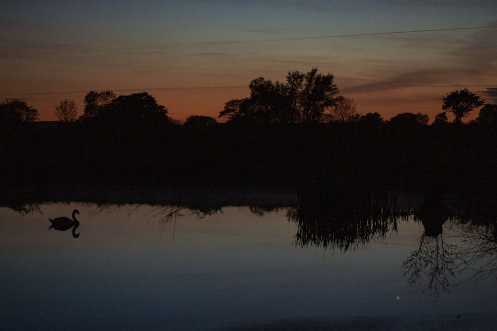 silhouette of trees beside body of water during sunset