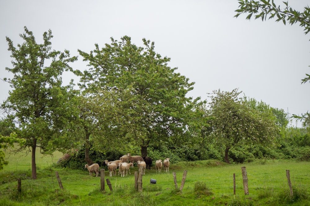 herd of horses on green grass field during daytime