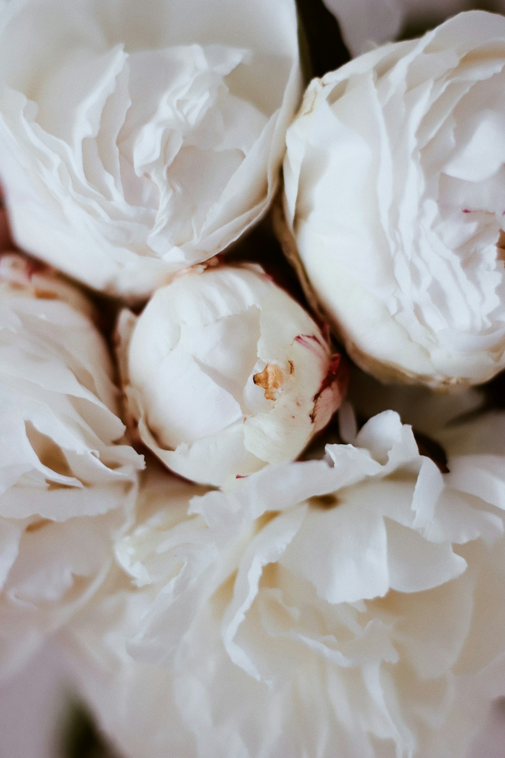 white rose petals in close up photography