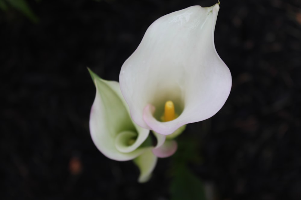 Flor blanca y amarilla en fotografía de primer plano