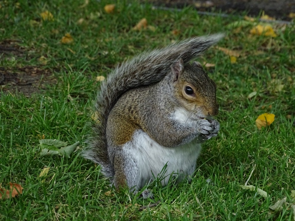 scoiattolo marrone e bianco su erba verde durante il giorno