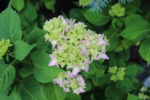 A shipment of fresh hydrangeas ready for export.