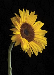Close-up of a yellow sunflower, highlighting beauty, strength, and natural energy.