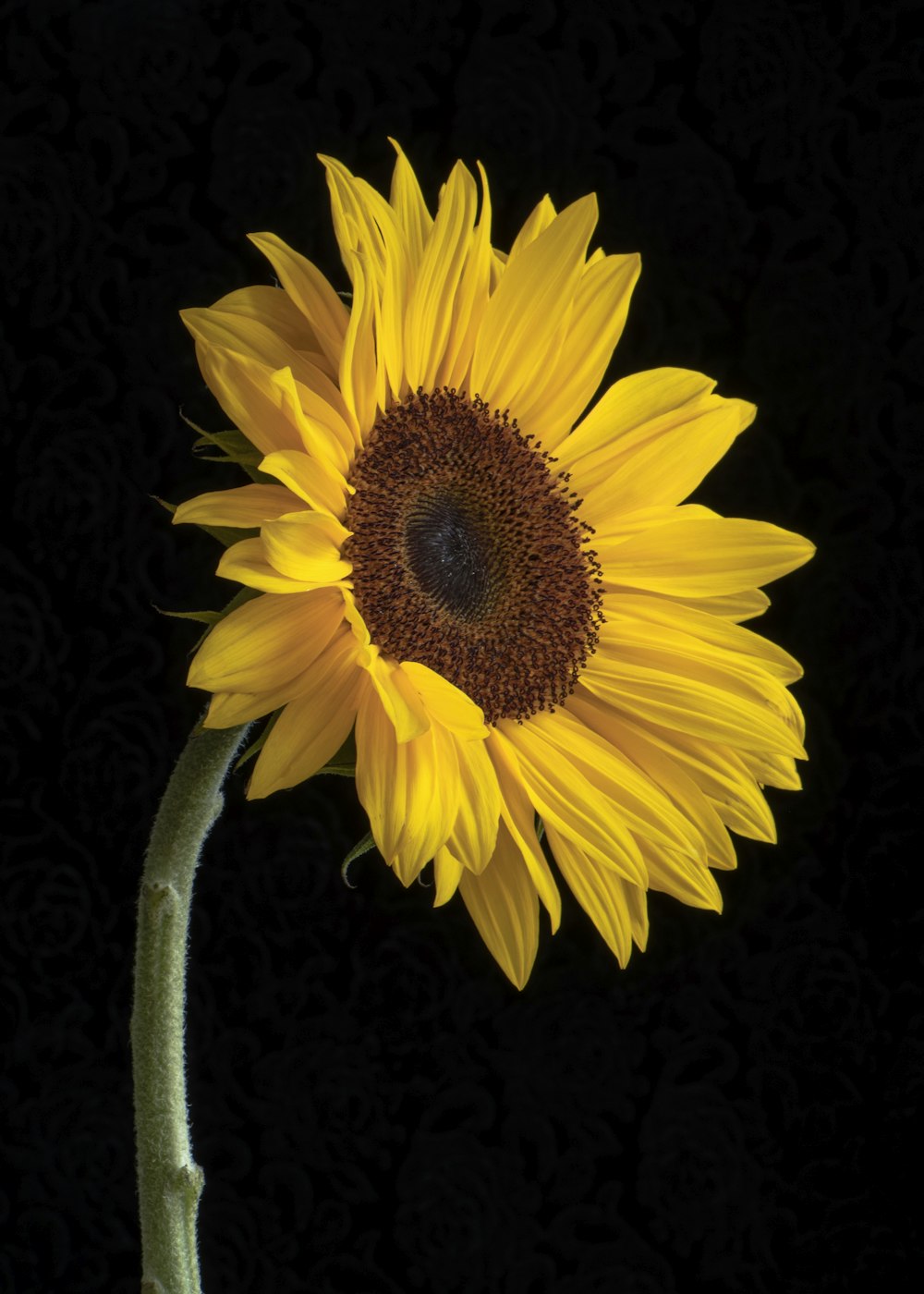 yellow sunflower in close up photography