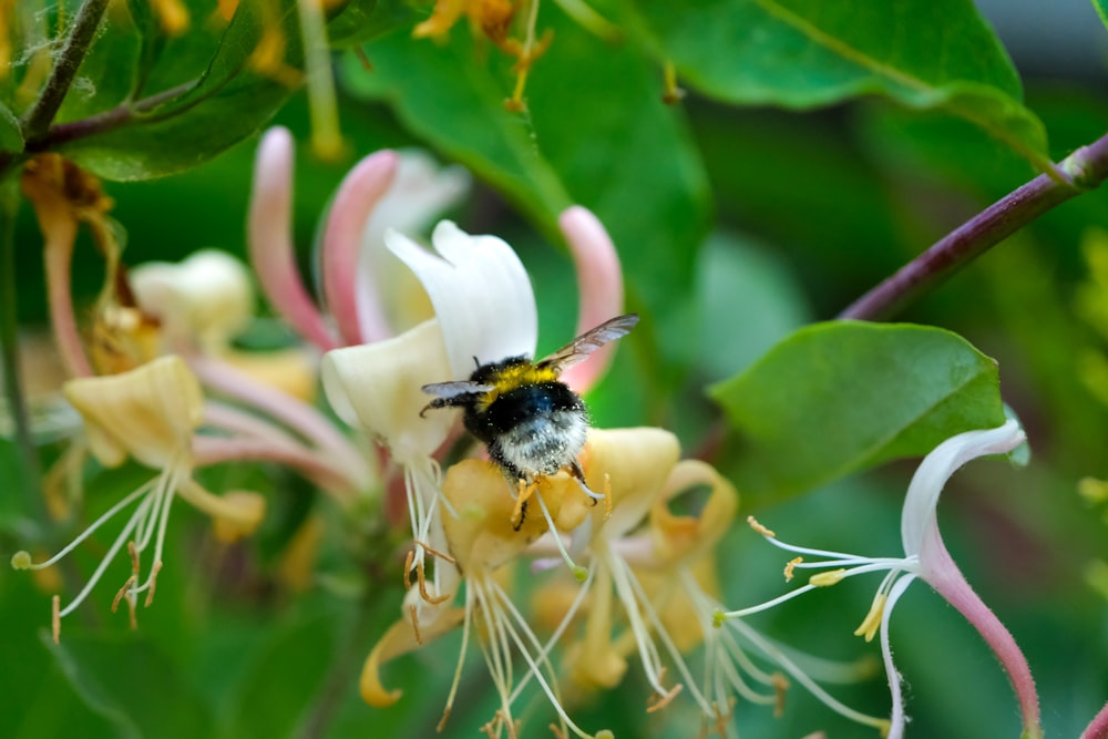 black and white bee on white flower