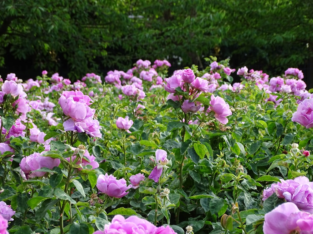 pink flowers in tilt shift lens