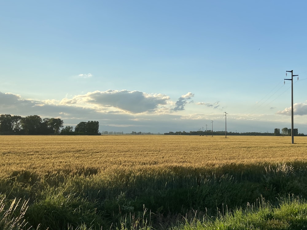 green grass field under blue sky during daytime