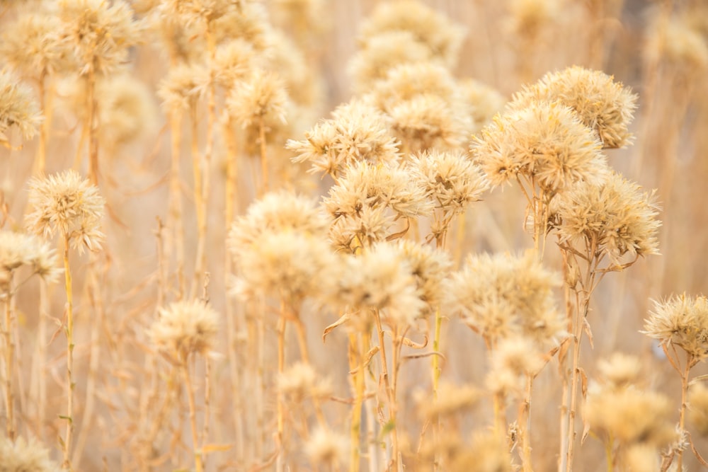 campo di grano bruno durante il giorno