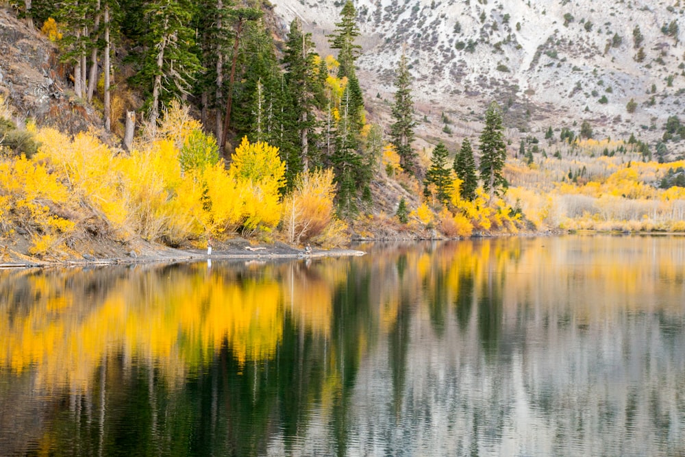 green and yellow trees beside lake during daytime