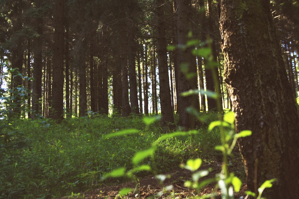 green grass and brown trees