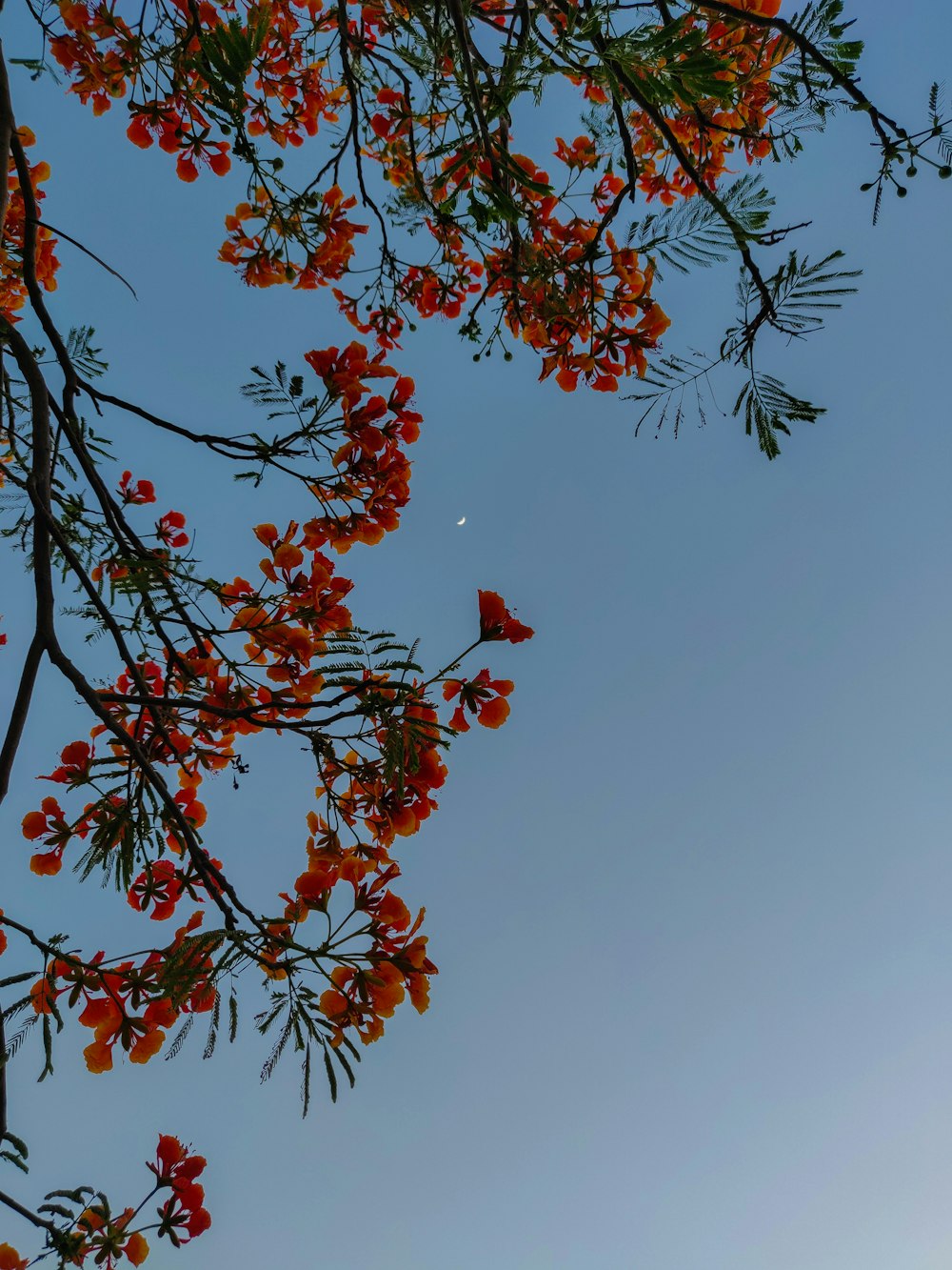 red and green leaves tree