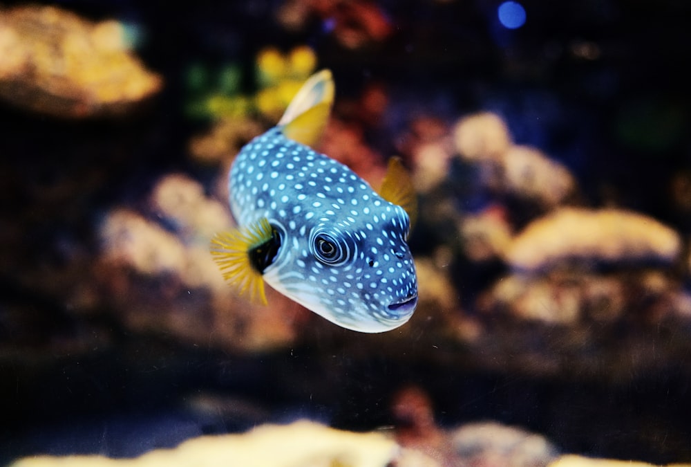 yellow and black polka dot fish
