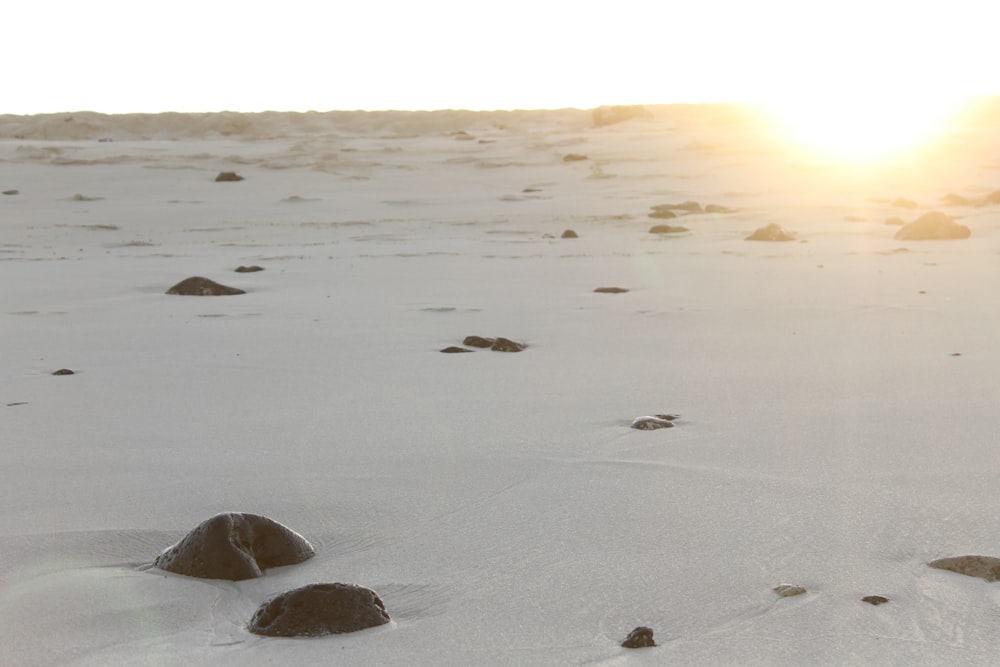 black stones on white sand during sunset