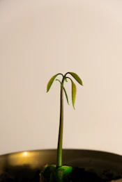 green leaf plant on white background