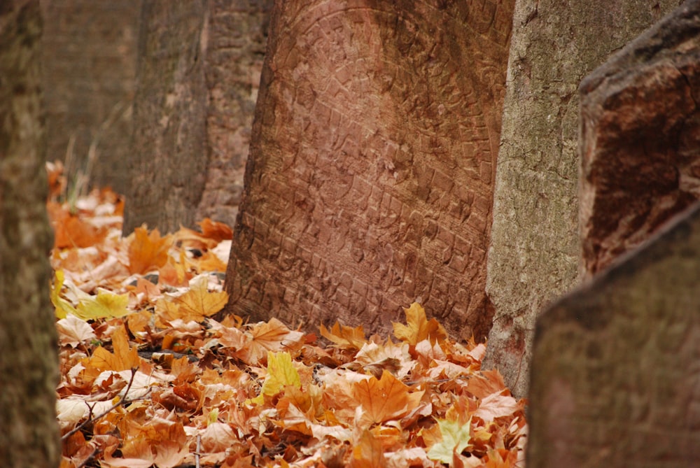 brown dried leaves on ground