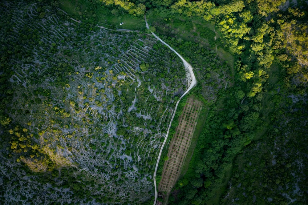 aerial view of green forest and road