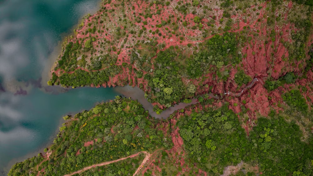 aerial view of green and brown trees