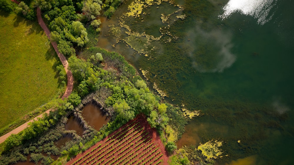 aerial view of green trees and river