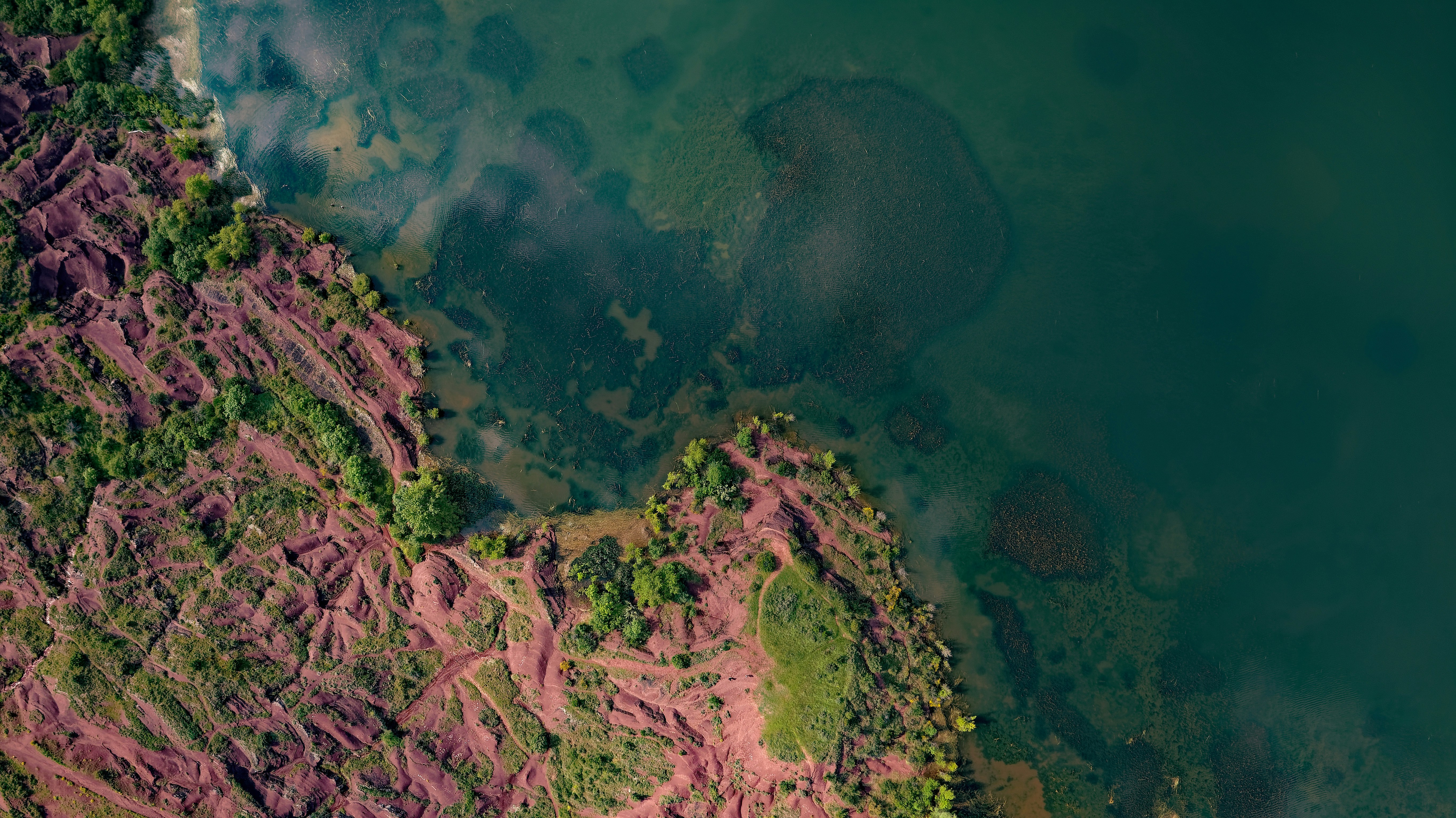 aerial view of green and brown trees and body of water
