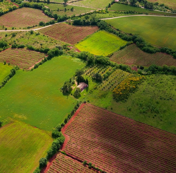 aerial view of green grass field