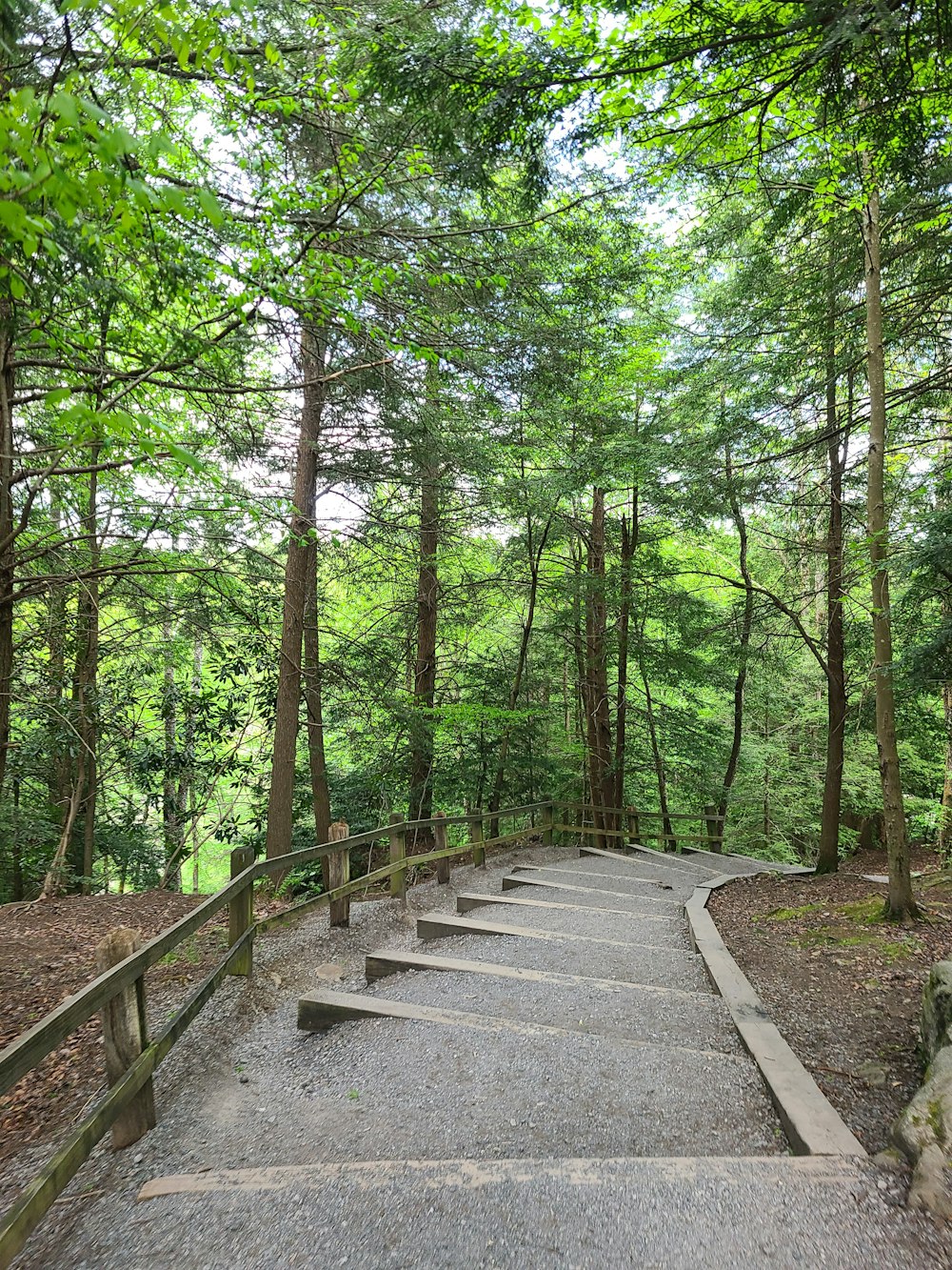 昼間の緑の木々の間の灰色のコンクリートの小道