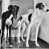 Two slender dogs with long legs and elongated snouts stand on a wooden floor indoors. One dog is black with white markings, and the other is white with black spots. Behind them is a decorative vase and a glass paneled door.