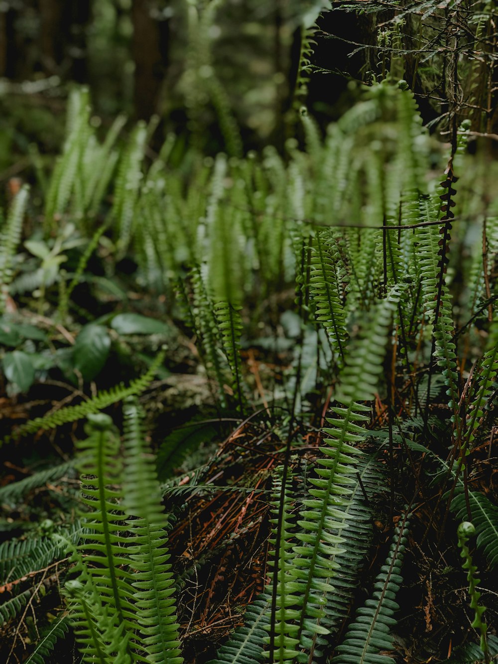 green fern plant in close up photography