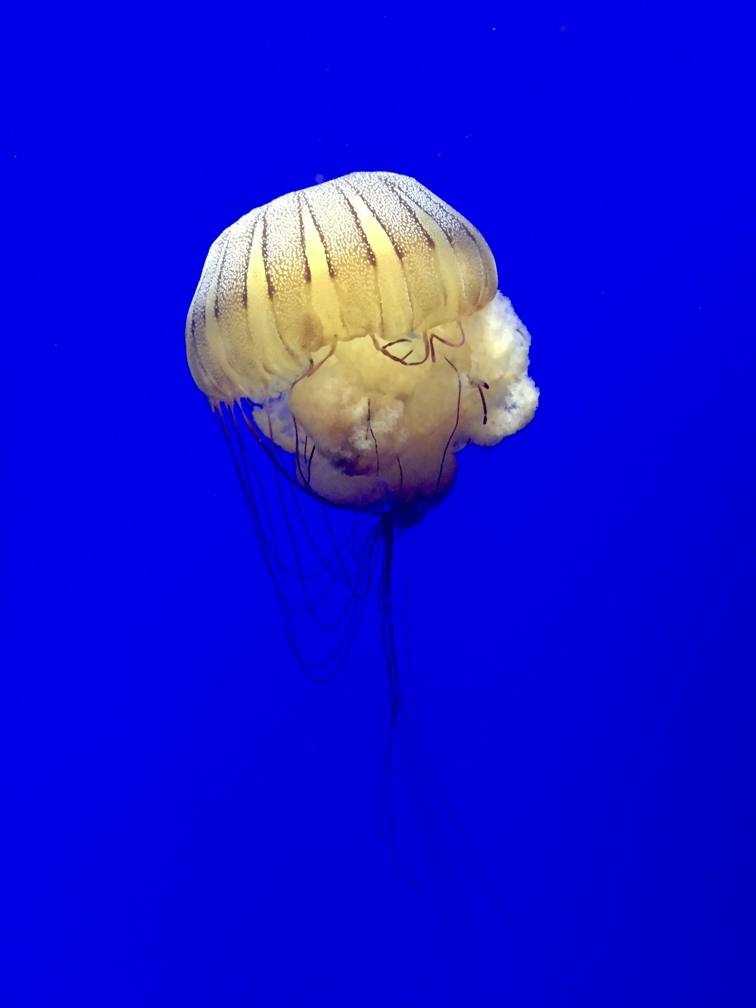 Photo by joyful_gabby