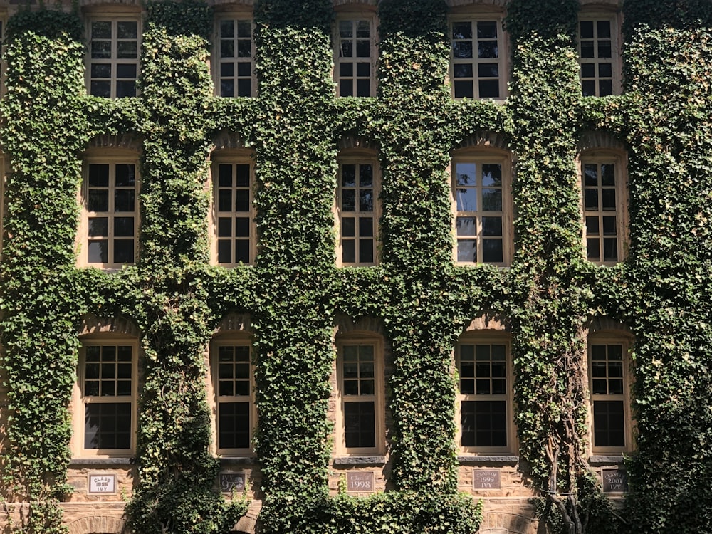 brown and green trees near brown concrete building during daytime