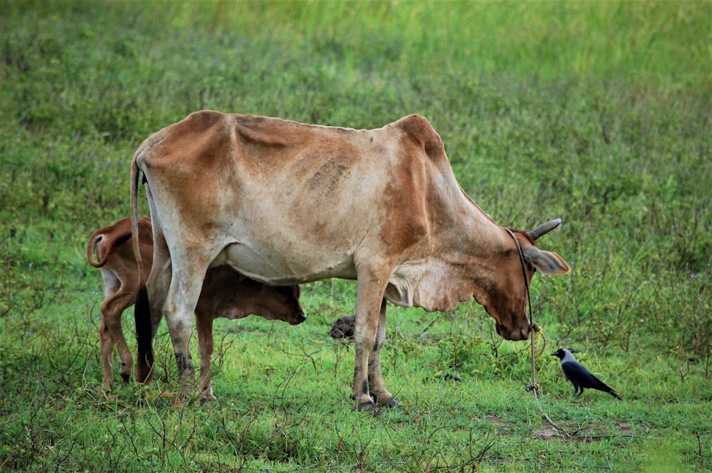 brown cow on green grass field during daytime