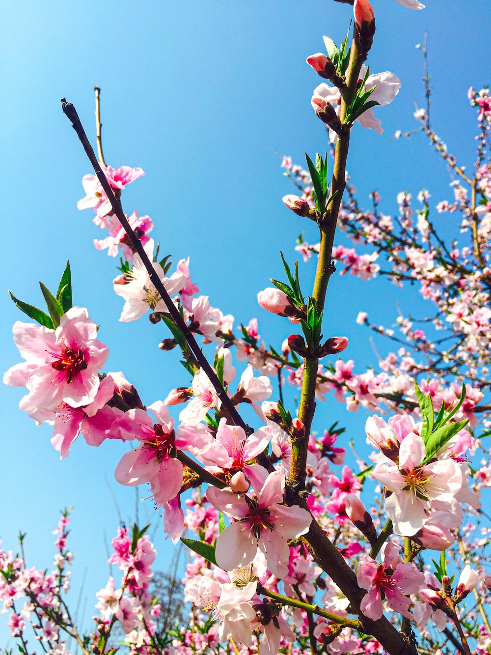 flor de cerezo rosa bajo el cielo azul durante el día