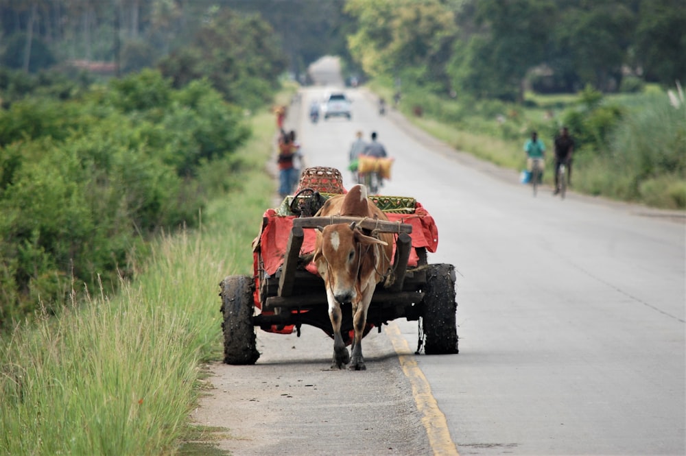 brown cow on road during daytime