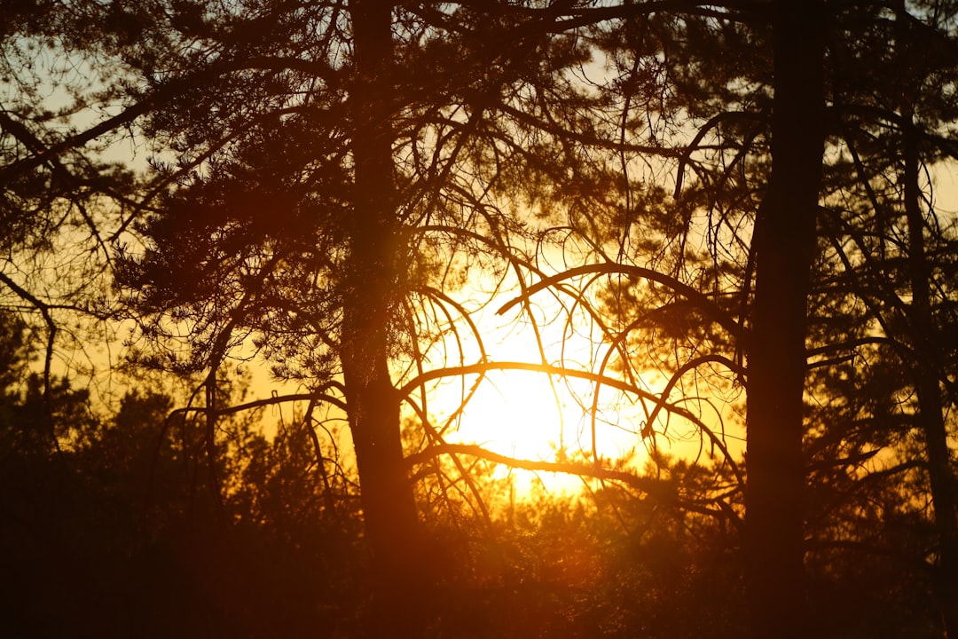 sun setting over the trees