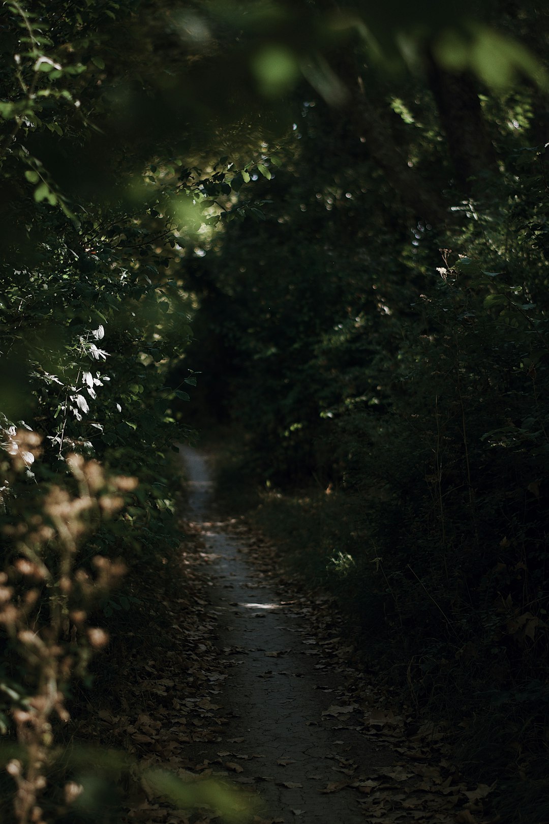 Forest photo spot Toulouse Blagnac