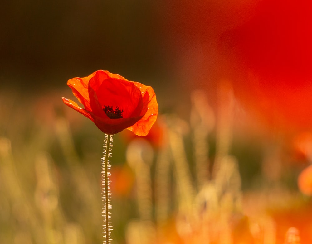 orange flower in tilt shift lens