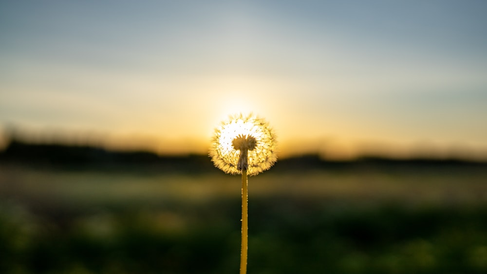 white dandelion in close up photography