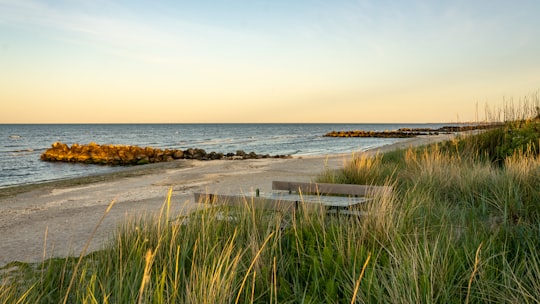 green grass near body of water during daytime in Frederikshavn Denmark