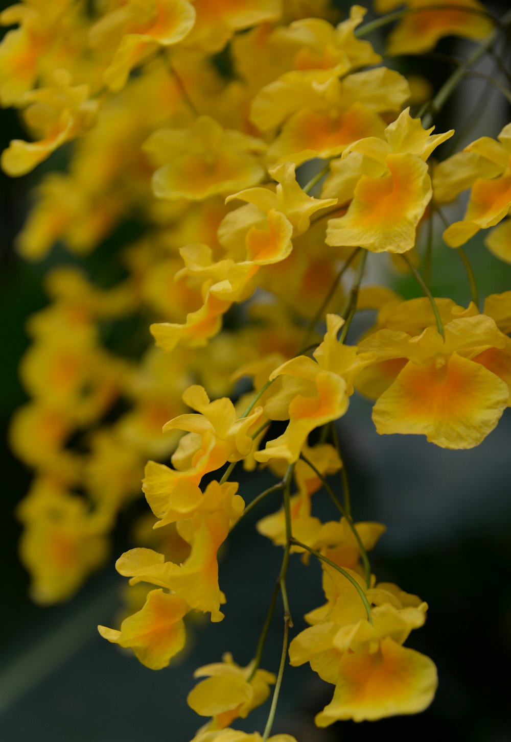 yellow flowers in tilt shift lens