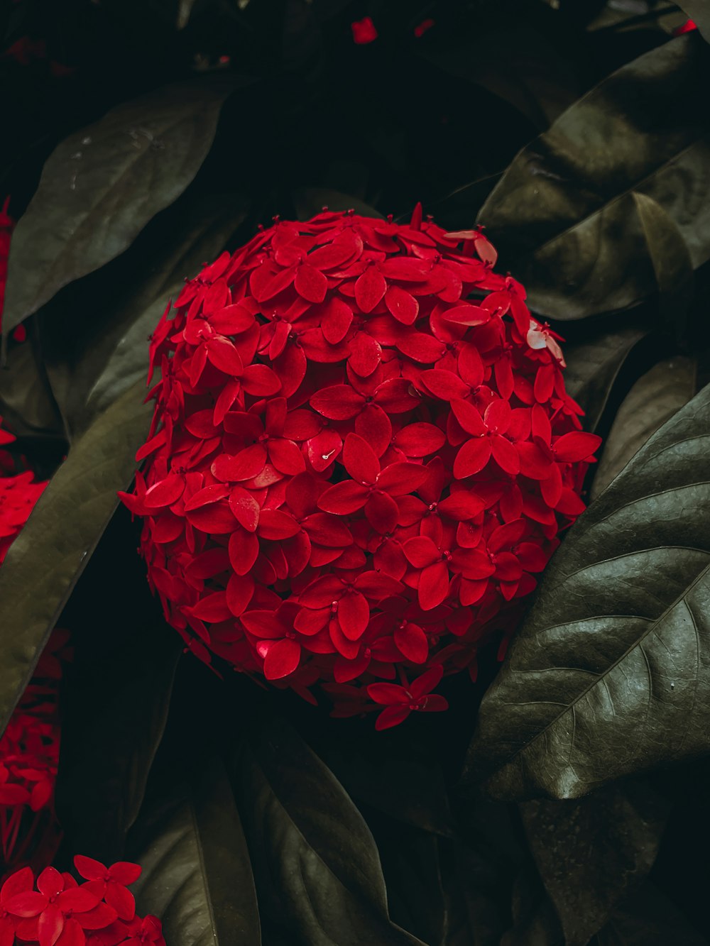 red flower in close up photography