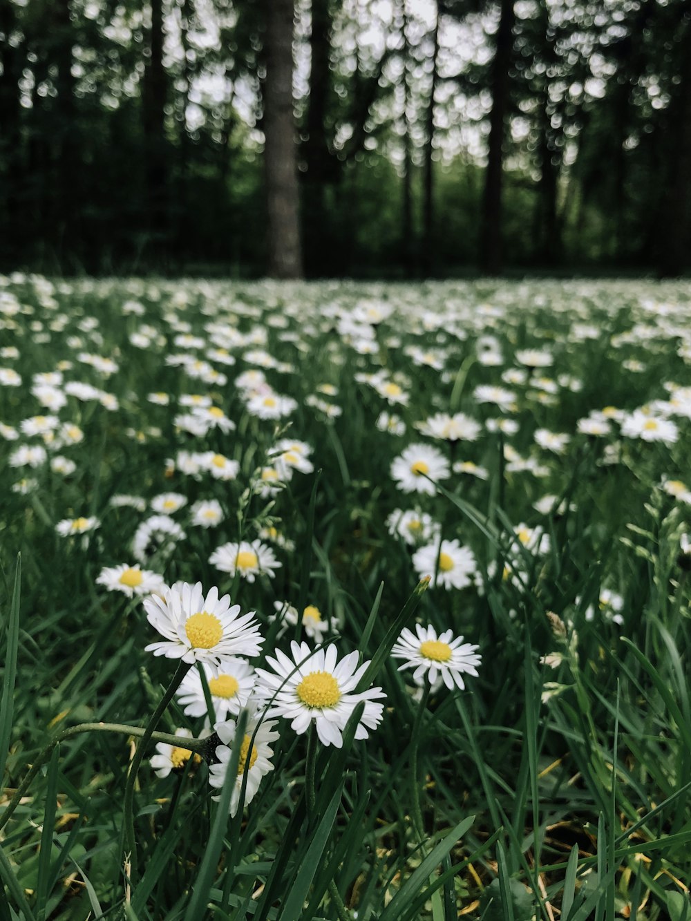 white and purple flowers on green grass field during daytime