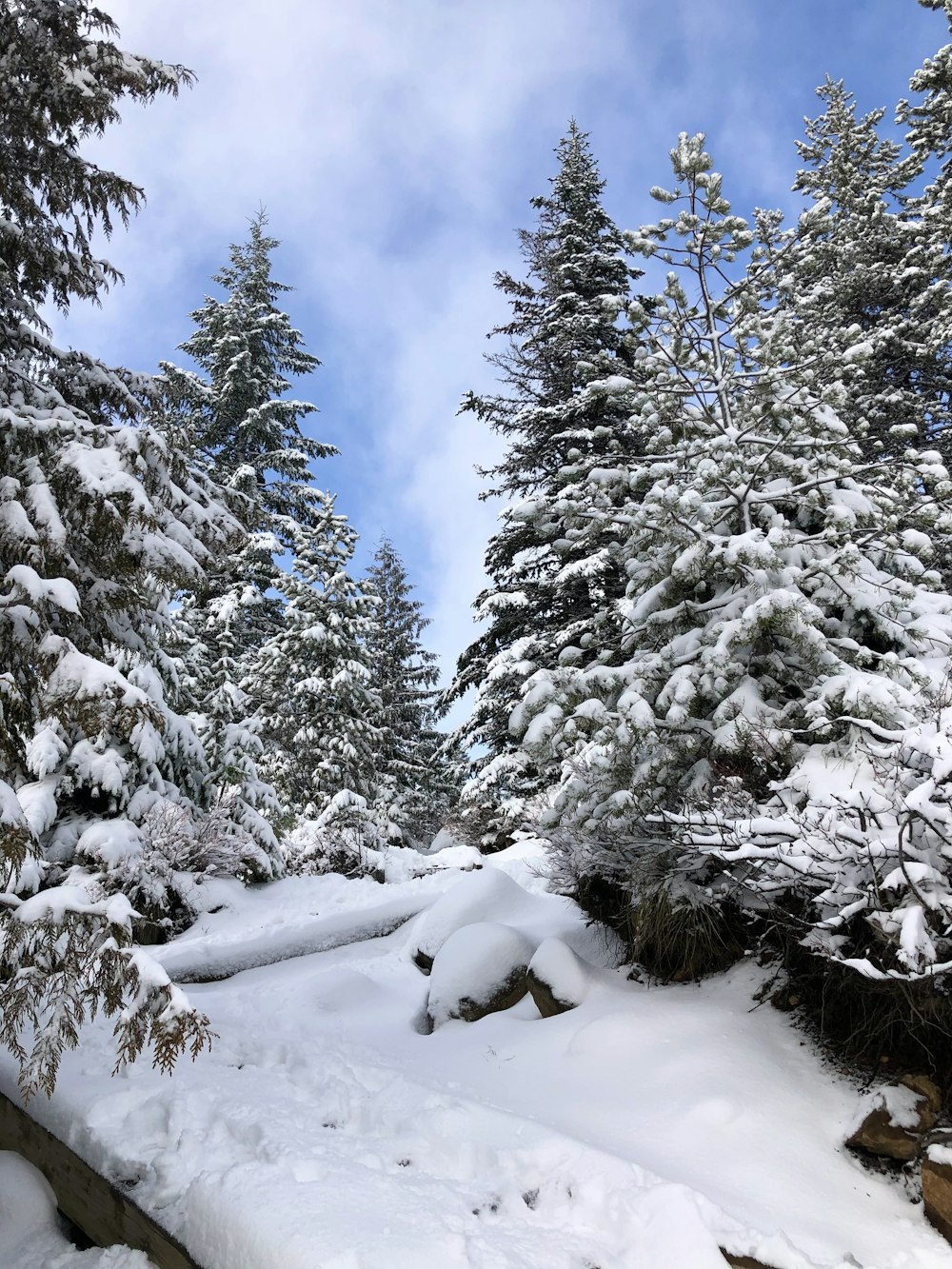 snow covered trees during daytime