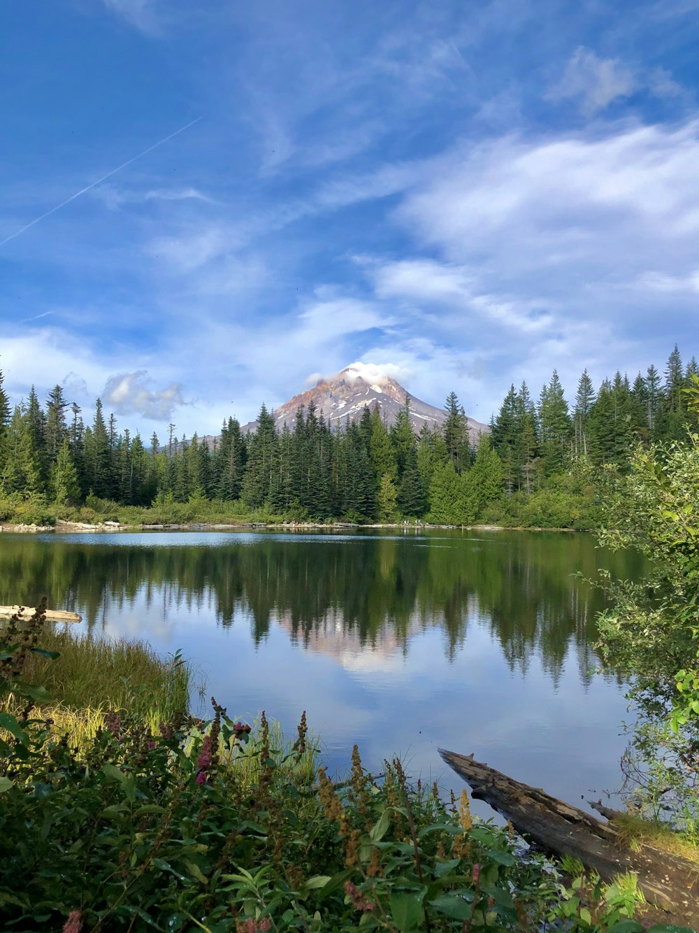 green trees near lake under blue sky during daytime